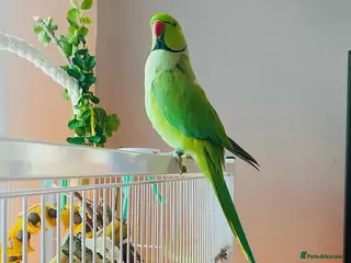 Parrots birds Male Ringneck parrot available - Advert 1