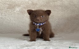 Pomsky dogs for sale: Small f3 Pomsky puppies for sale  - Image 3