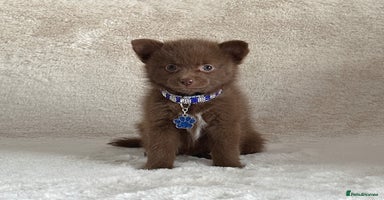 Pomsky dogs - Advert 2