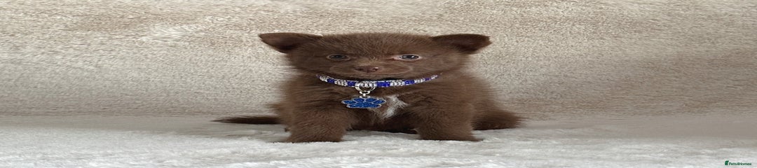 Pomsky Puppy 1