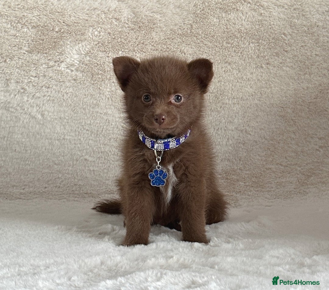 Pomsky dogs for sale: Small f3 Pomsky puppies for sale  - Image 3