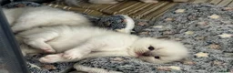 Ragdoll cats for sale: Brighten Your Life. Ragdoll Kittens Available! - Advert 3