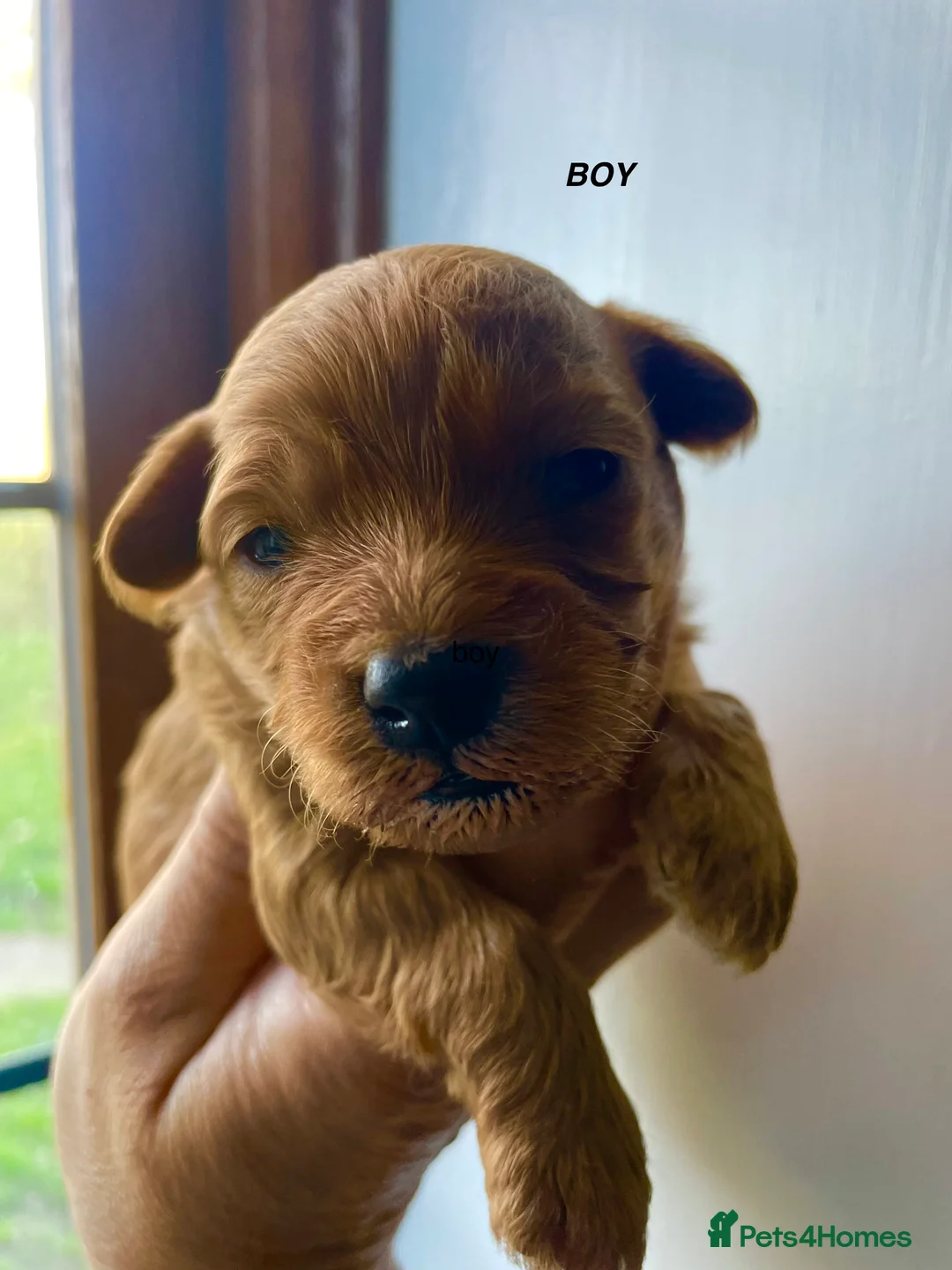 Maltipoo dogs for sale: MALTIPOO PUPPIES 5 STAR LICENSED BREEDER  - Advert 2