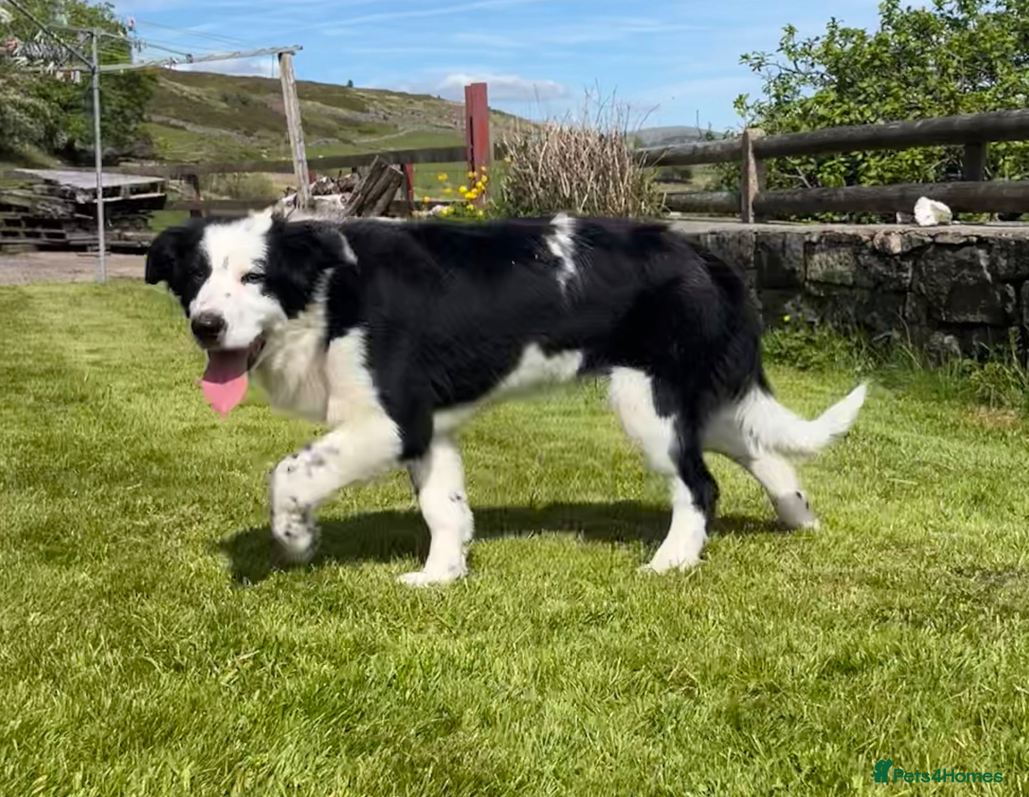 Border Collie dogs Collie dog pup *ready to go* - Advert 8