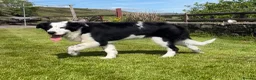 Border Collie dogs for sale: Collie dog pup *ready to go* - Advert 3