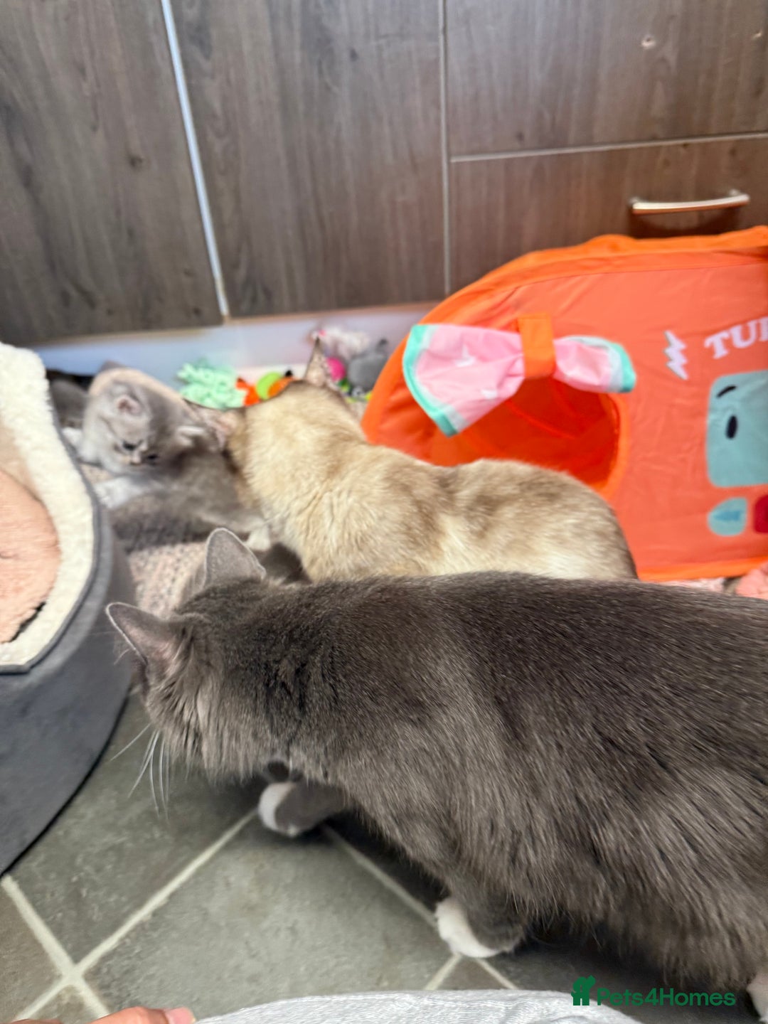 Mixed Breed cats for sale: Chinchilla  - Image 3