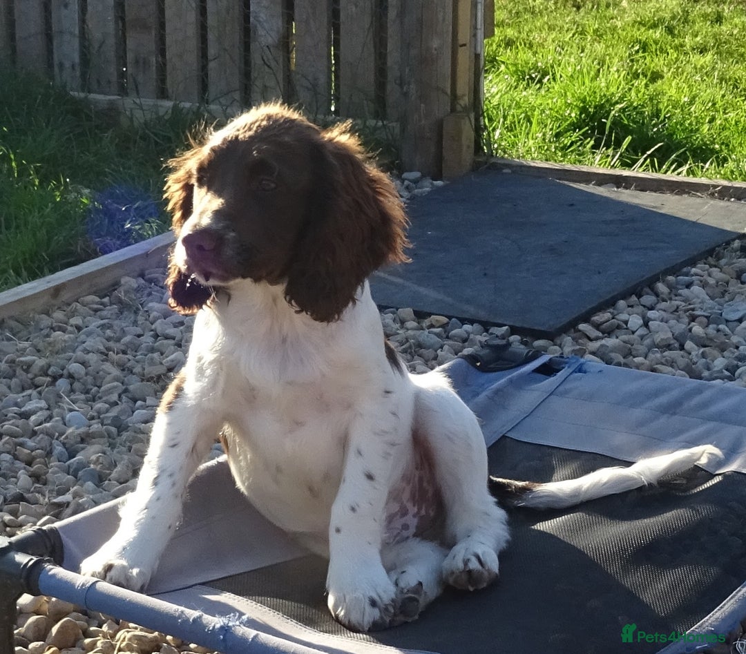 English Springer Spaniel dogs for sale: Two Gorgeous Boy English Springer Spaniel Puppies  - Image 11