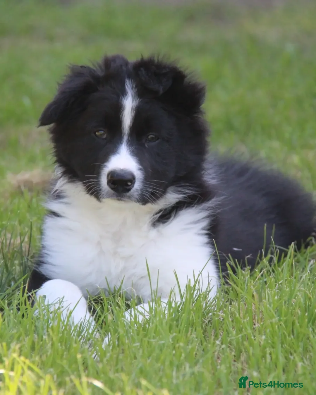Border Collie dogs for stud: ISDS&KC Fully Tested Border Collie for Stud in Bicester - Advert 16