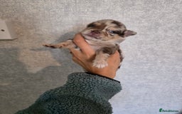 Pomchi dogs for sale: Beautiful Pomchi Puppies - Image 9