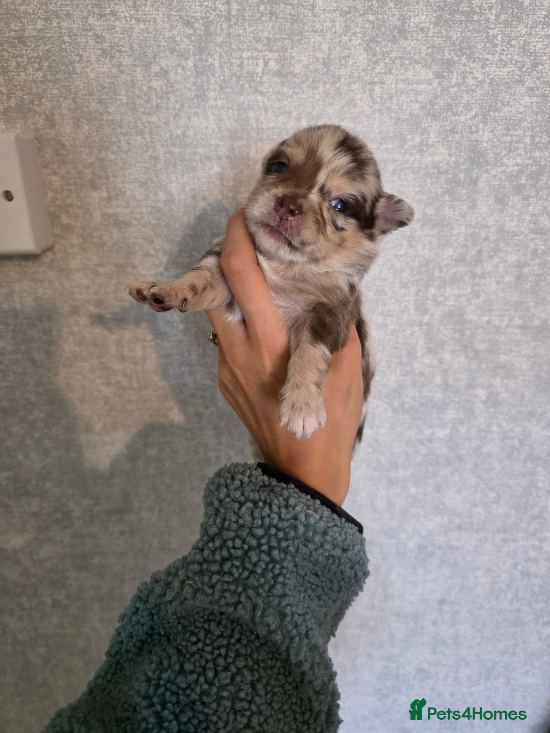 Pomchi dogs for sale: Beautiful Pomchi Puppies - Image 9