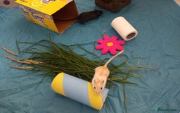 Gerbil rodents for sale: Bonded pair of male gerbils - Image 1