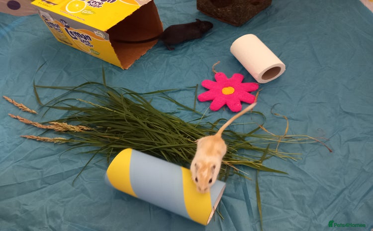 Gerbil rodents - Advert 3