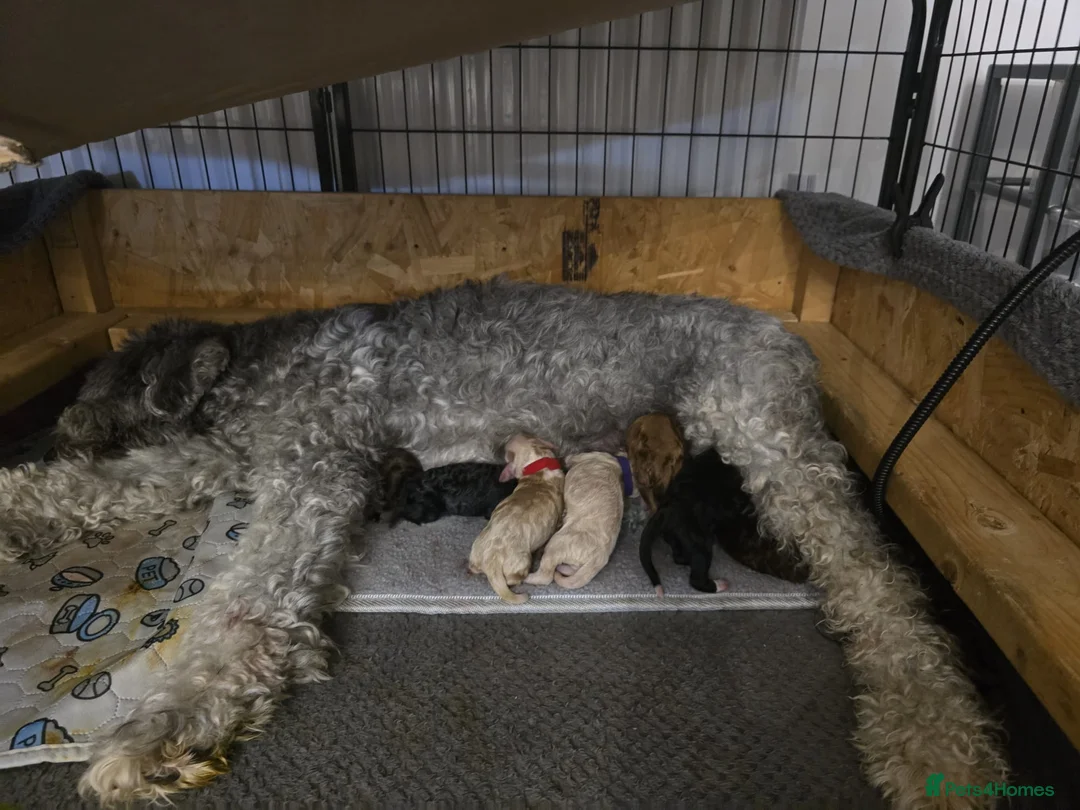 Sheepadoodle dogs for sale: SHEEPADOODLE - Advert 2