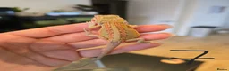 Bearded Dragon reptiles for sale: Baby bearded dragons  - Advert 7