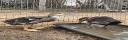 Ducks poultry for sale: Duck Pair For Sale in Tonbridge - Advert 3