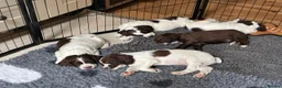 Sprocker dogs for sale: Two Sprocker Spaniel Dog Puppies For Sale in Newmarket - Advert 16