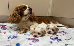 Cavalier King Charles Spaniel dogs for sale: Beautiful Cavalier Cross Maltese Puppies  - Advert 2
