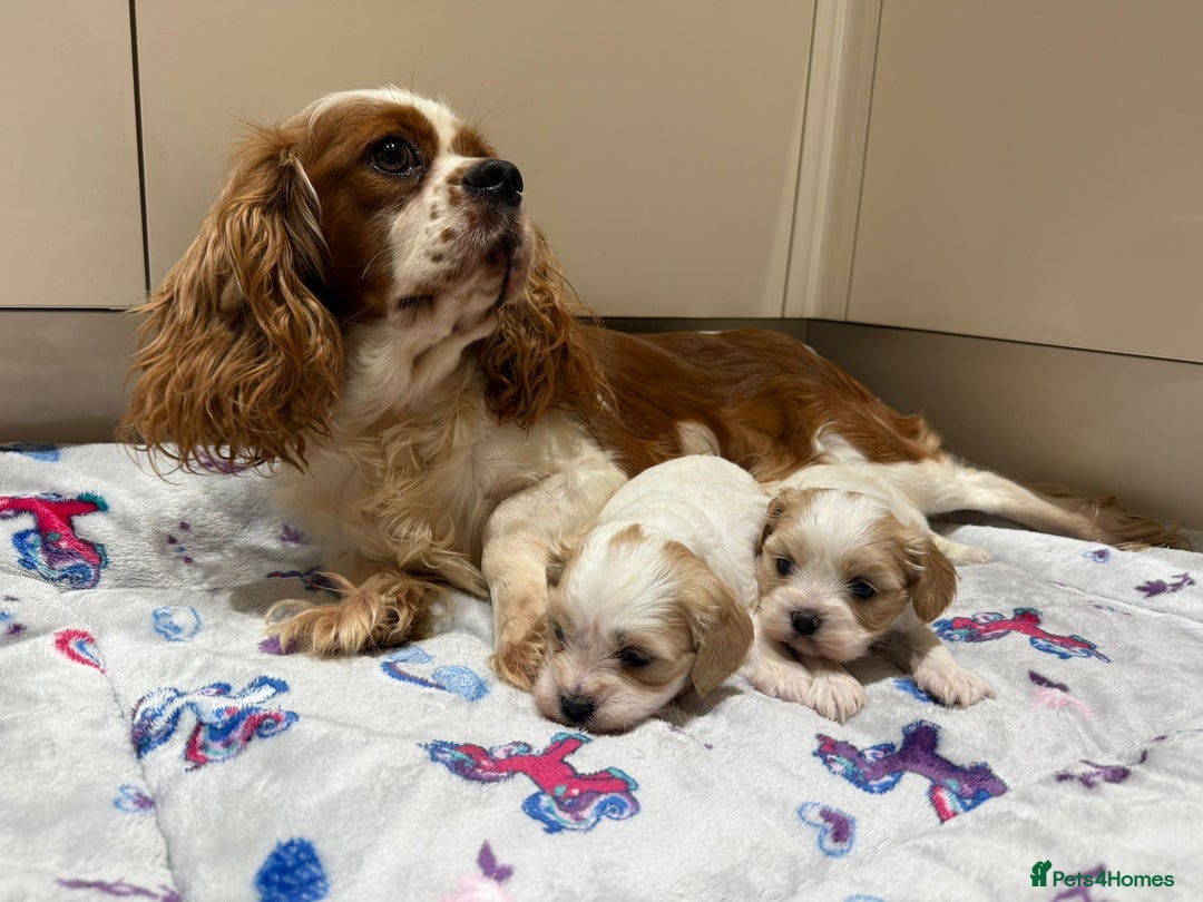 Cavalier King Charles Spaniel dogs for sale: Beautiful Cavalier Cross Maltese Puppies  - Advert 2