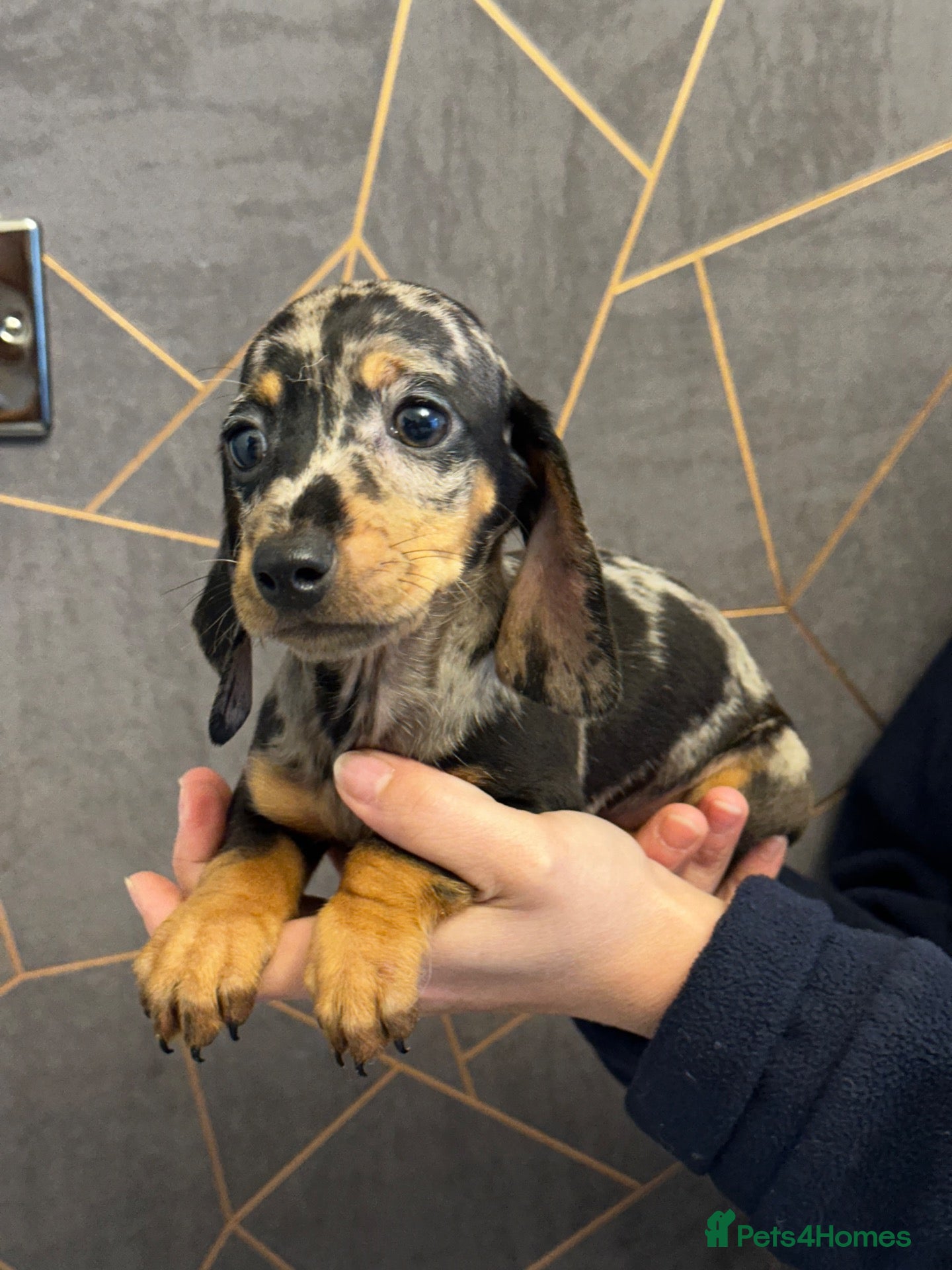 Miniature Dachshund dogs Miniature dachshund  - Advert 3