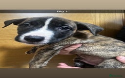 Mixed Breed dogs for sale: Puppies for sale  - Image 27