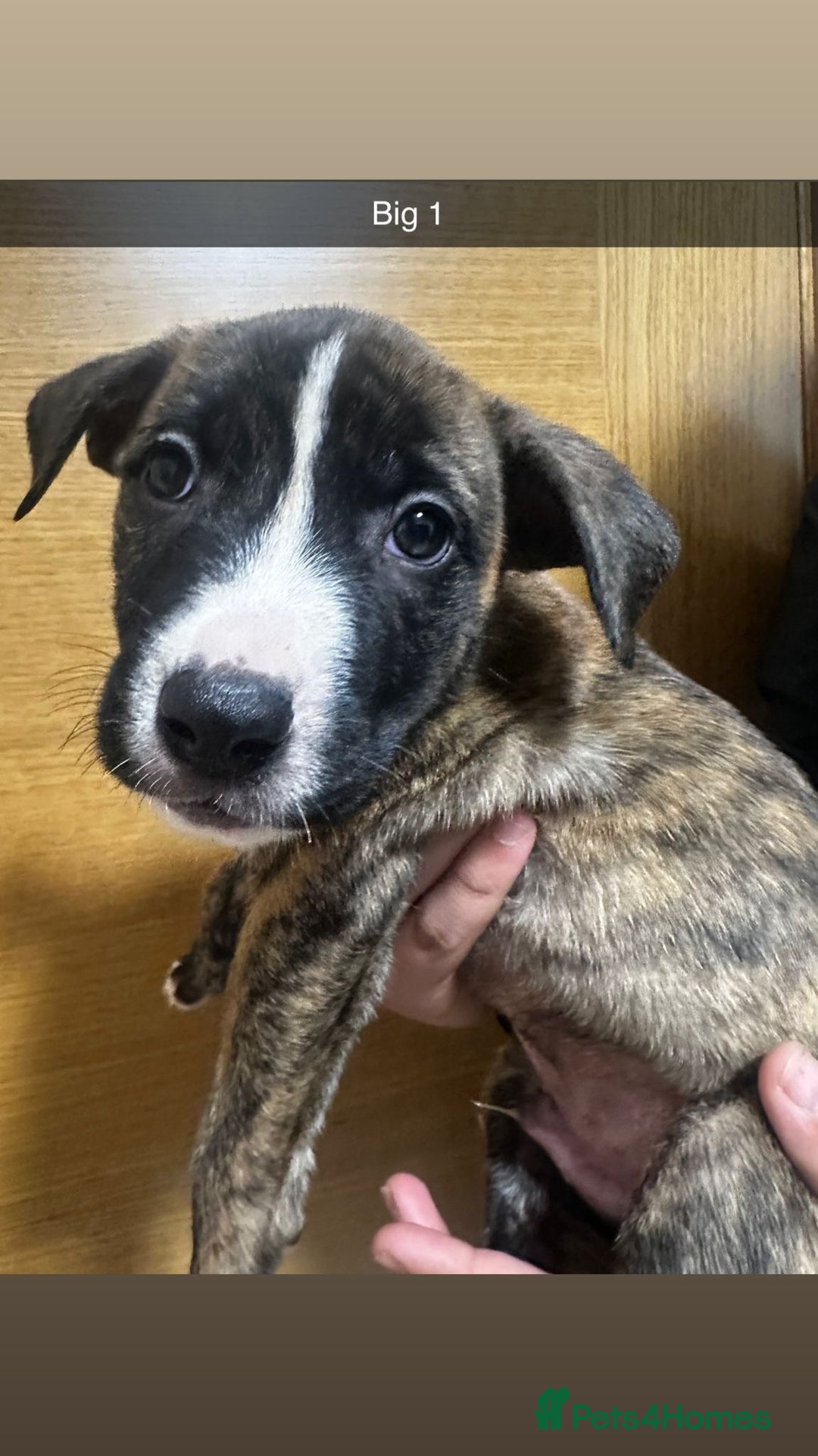Mixed Breed dogs for sale: Puppies for sale  - Image 27