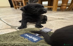 Labrador Retriever dogs for sale: KC Registered Health Tested Working Labs - Image 11
