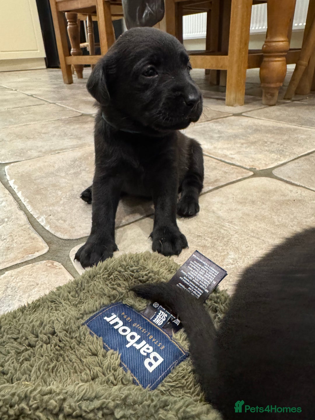 Labrador Retriever dogs for sale: KC Registered Health Tested Working Labs - Image 11