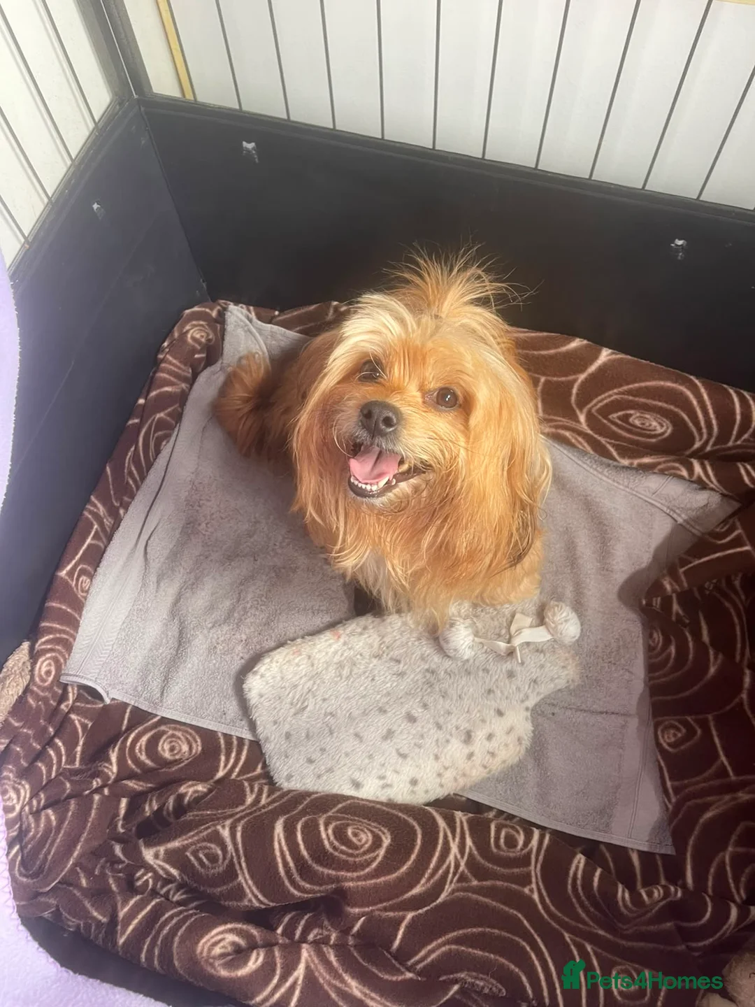 Mixed Breed dogs for sale: Stunning litter available  - Advert 28