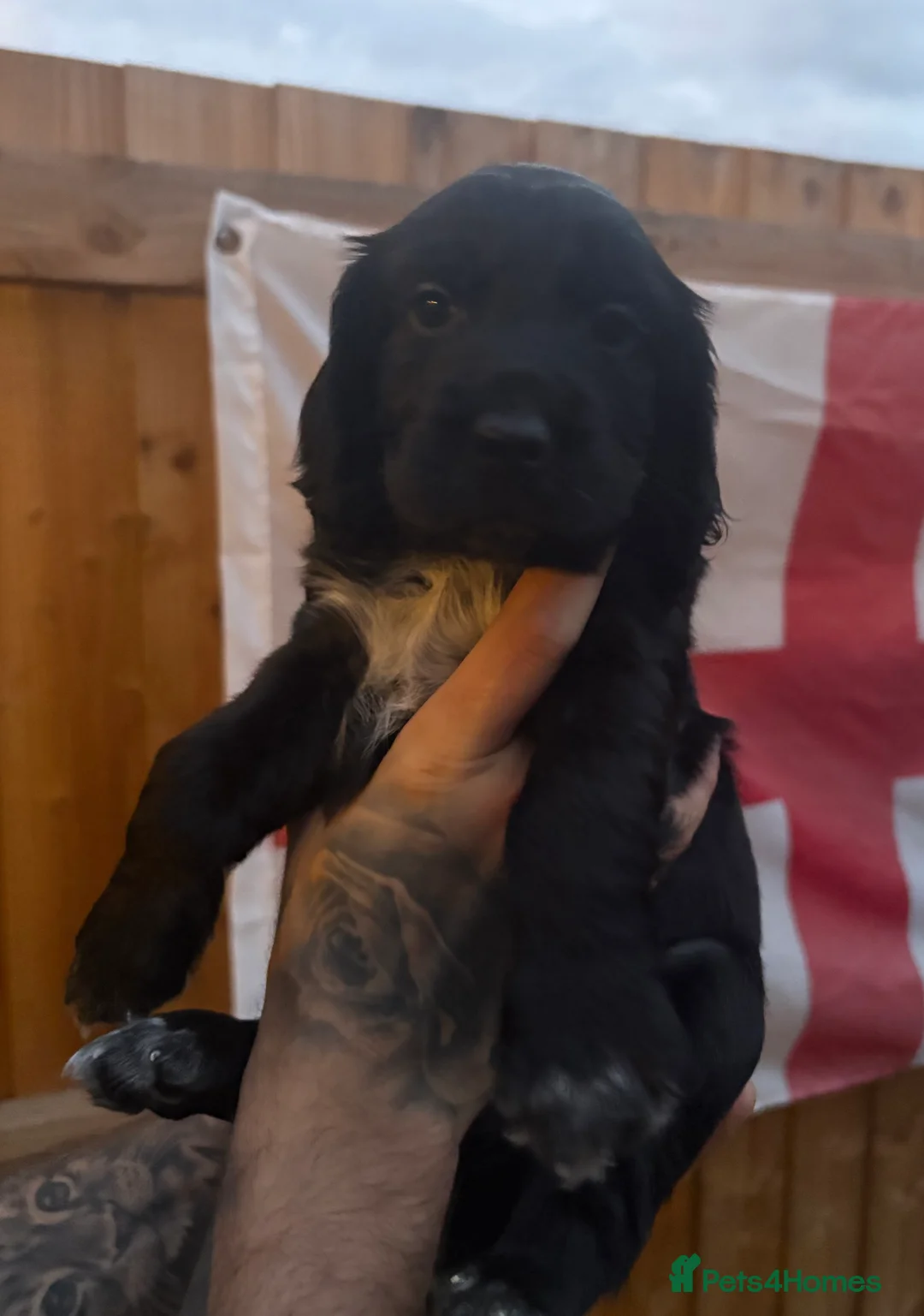 Cocker Spaniel dogs for sale: Cocker Spaniel Puppies - Advert 2