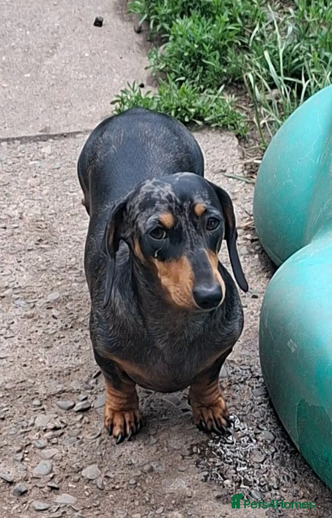 Miniature Dachshund dogs for sale: Lovely litte girl looking for her sofa - Advert 1