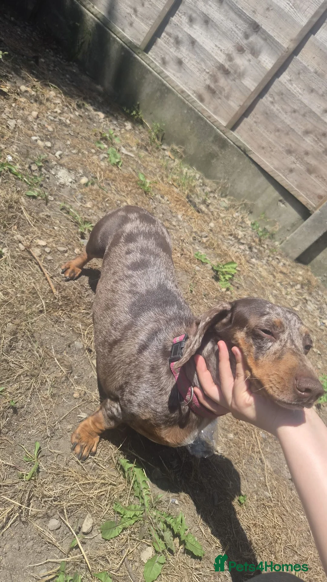 Miniature Dachshund dogs for sale: Female Miniature Dachshund avaliable  - Advert 1