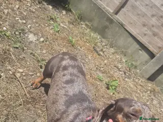 Miniature Dachshund dogs Female Miniature Dachshund avaliable - Advert 5
