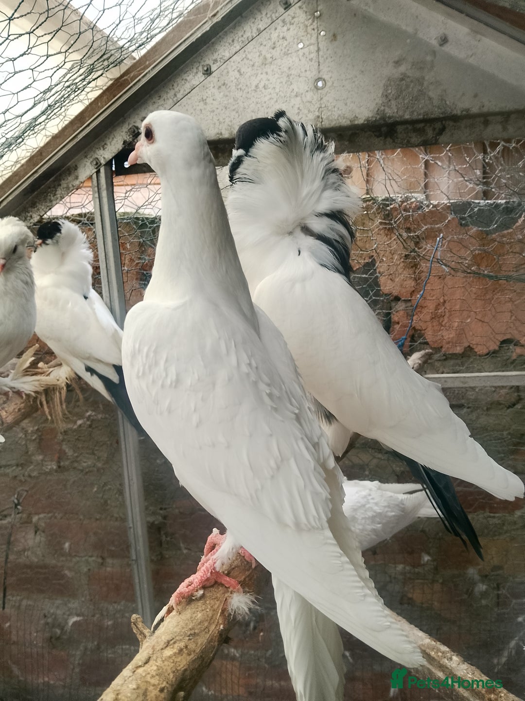 Pigeons birds for sale: Pigeon for sale - Advert 27