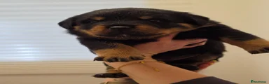 Rottweiler 5