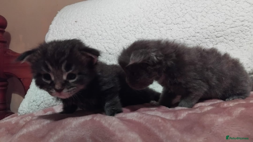 Maine Coon cats for sale: Maine Coons Kittens For Sale  - Advert 9