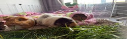 Guinea Pig rodents for sale: 3 female Guinea pigs for sale  - Advert 4