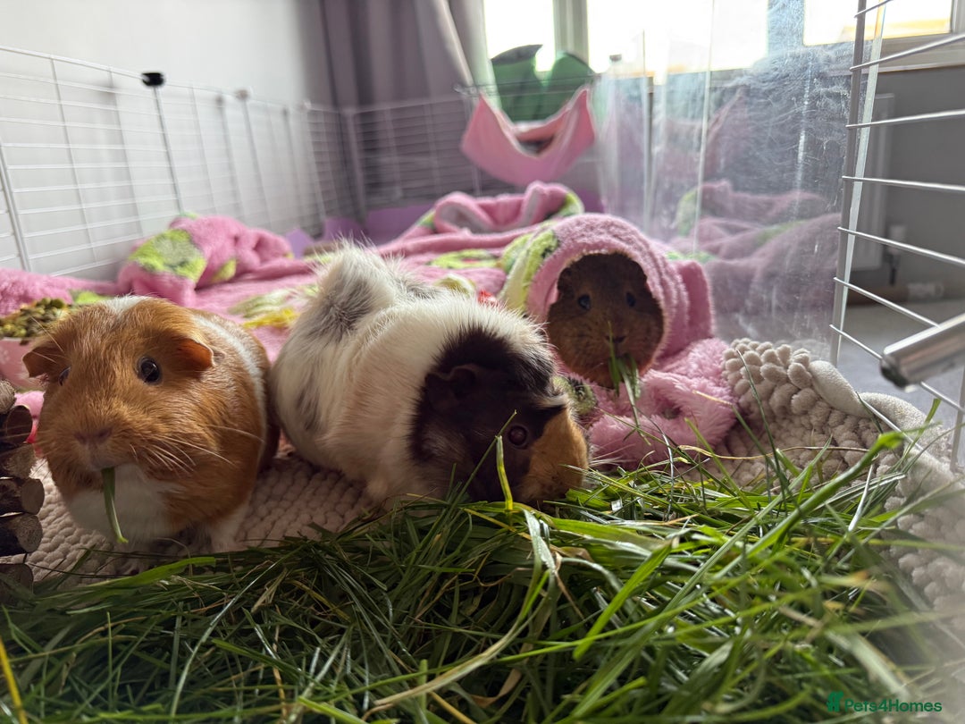 Guinea Pig rodents for sale: 3 female Guinea pigs for sale  - Advert 4