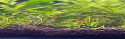 Tetras fish for sale: Ember tetra school - Advert 1