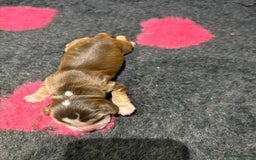 Cocker Spaniel dogs for sale: Cocker Spaniel Puppies - Image 18