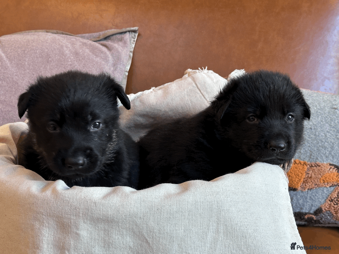 German Shepherd dogs for sale: FIVE EXCLUSIVE GSD PUPS, HOME RARED AND BRED. - Advert 29