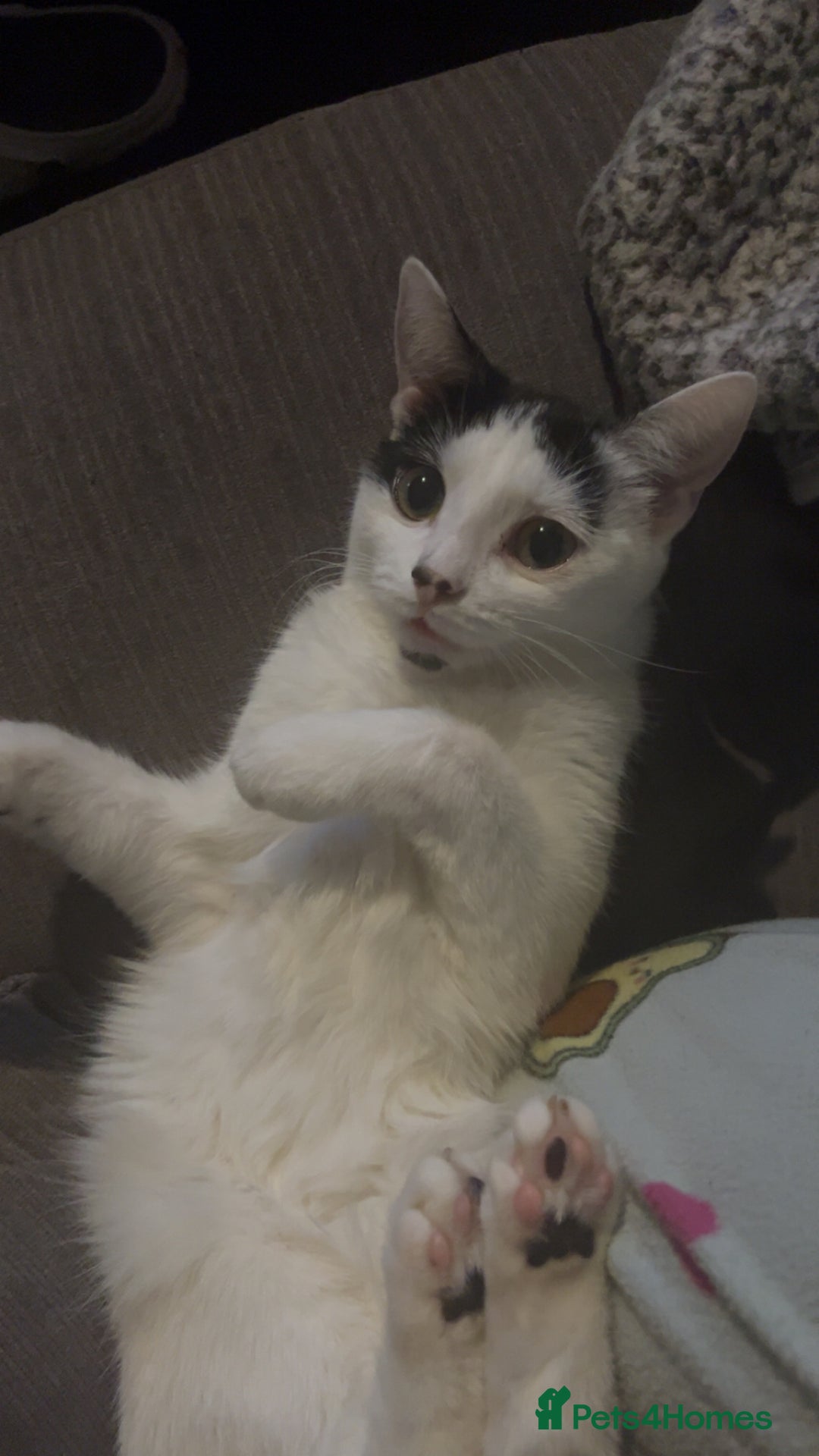 Domestic Shorthair cats for sale: tuxedo kitty - Advert 2