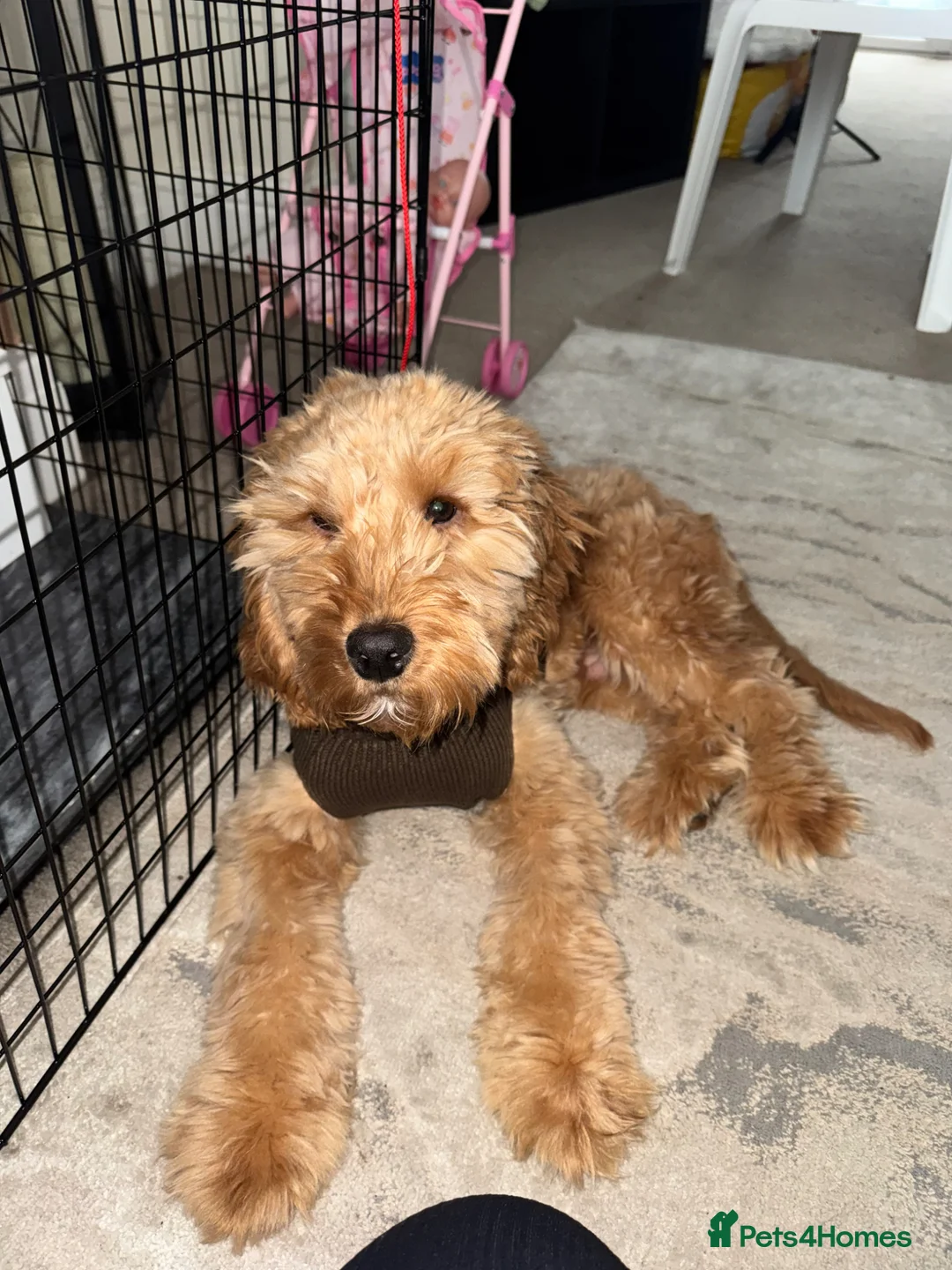 Cockapoo dogs for sale: Cocapoo puppy for sale in Manchester - Advert 6