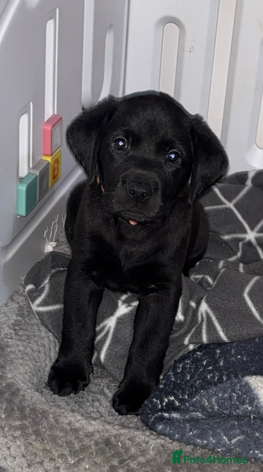 Labrador Retriever dogs for sale: 1 beautiful kc lab - Advert 6