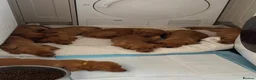 Labrador Retriever dogs for sale: Fox red Labrador puppies in Torpoint - Advert 7