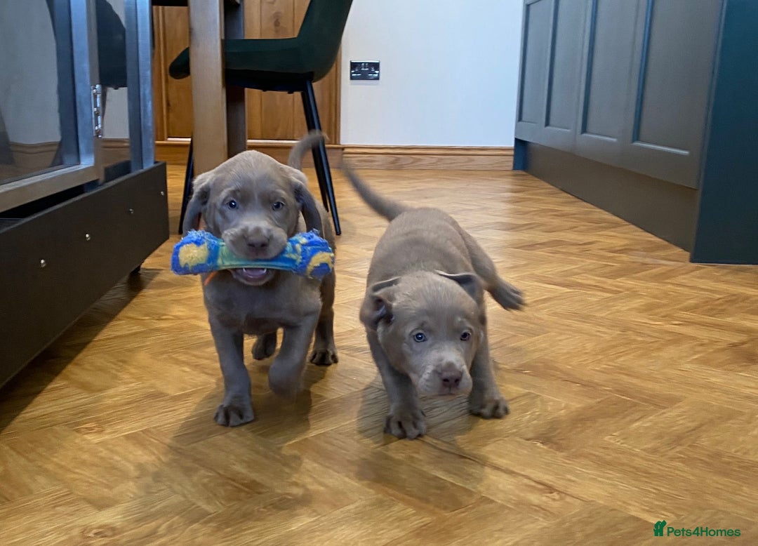 Labrador Retriever dogs for sale:  Ready for collection from today 🩶💚🩶   - Image 31
