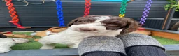 Cockapoo dogs for sale: Stunning Chocolate Show Cockapoo pups - Advert 7