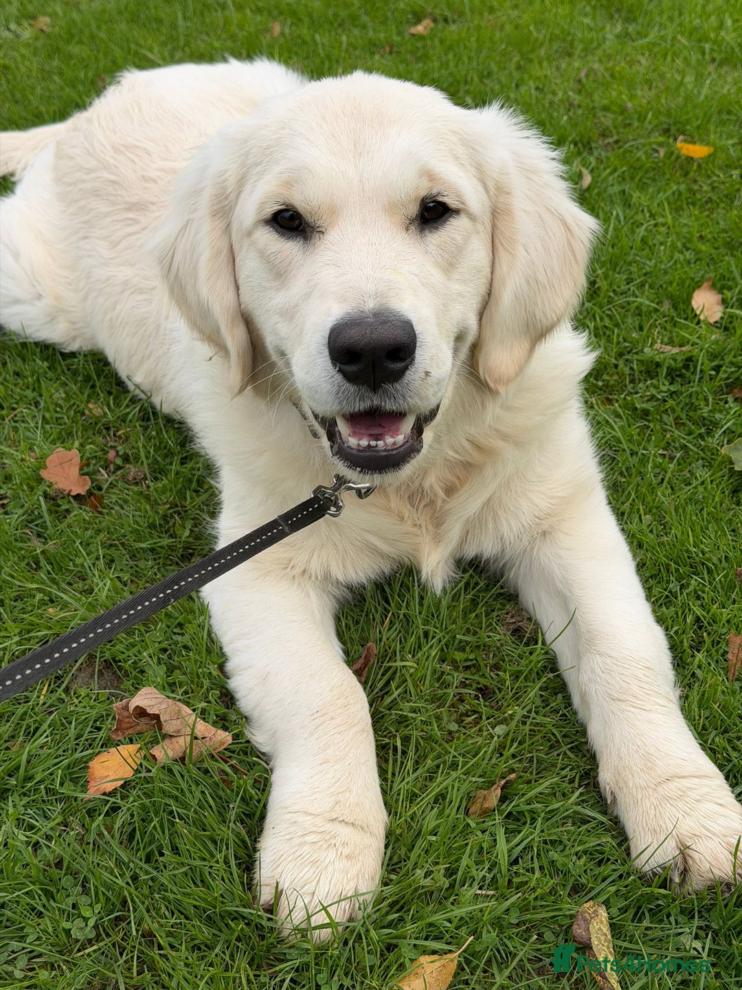 Golden Retriever dogs for sale: Golden retriever  - Advert 4