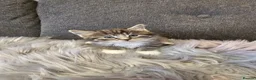 Mixed Breed cats for sale: Cute kittens in Leeds - Advert 9