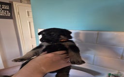 German Shepherd dogs for sale: Absolutely stunning German Shepherd pups in Doncaster - Image 26