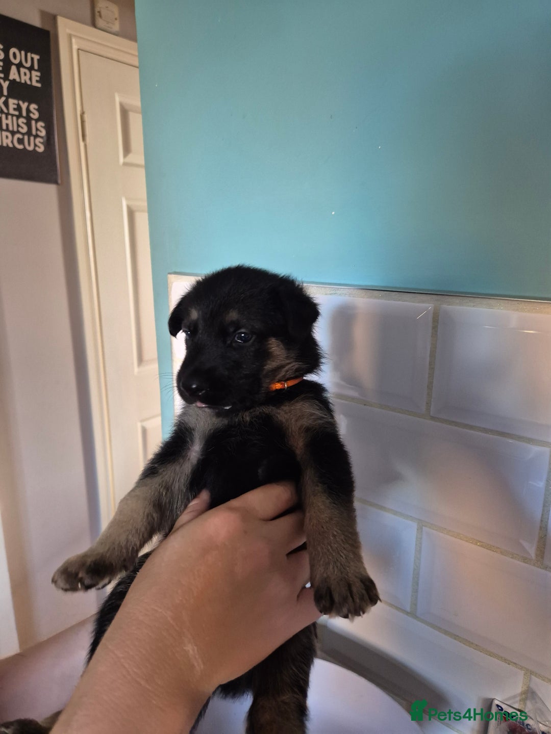 German Shepherd dogs for sale: Absolutely stunning German Shepherd pups in Doncaster - Image 26